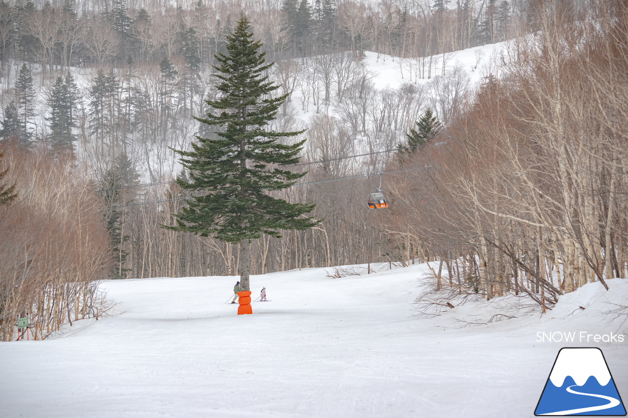 札幌国際スキー場｜山頂の積雪は、300cm！連日の春スキー＆スノーボード日和から一転、今日は冬が帰ってきました♪